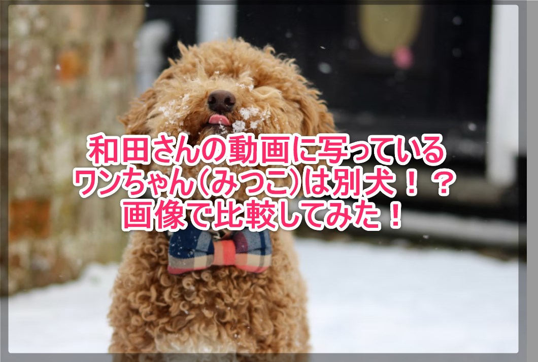 和田さんの動画に写っているワンちゃん みつこ は別犬 画像で比較 謎だらけの世界にhappyを