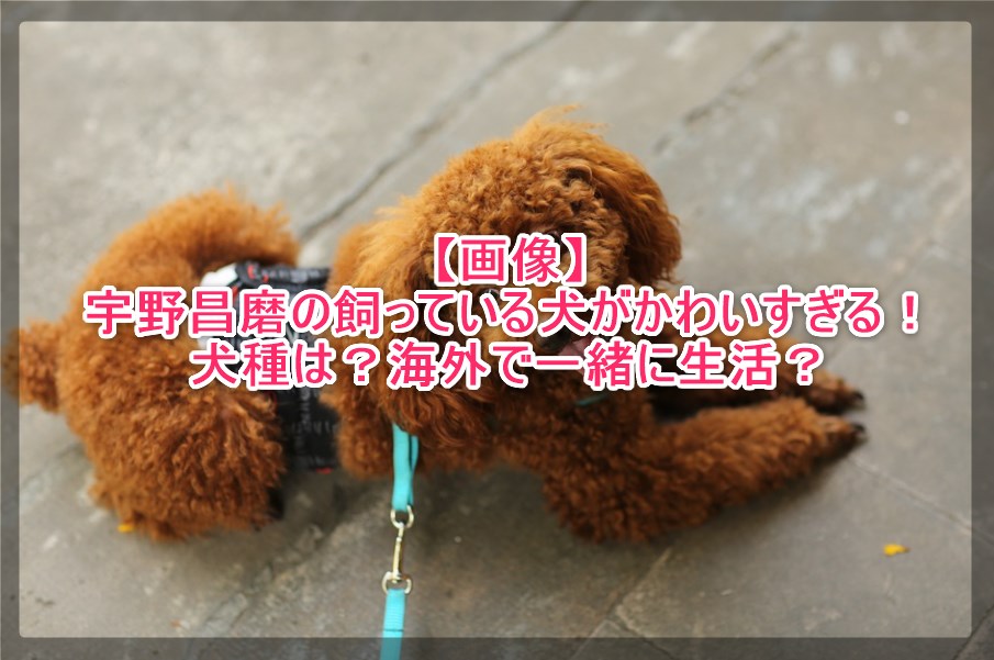 画像 宇野昌磨の飼っている犬がかわいすぎる 犬種は 海外で一緒に生活 謎だらけの世界にhappyを